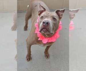 American Pit Bull Terrier-Unknown Mix Dogs for adoption in McKinney, TX, USA