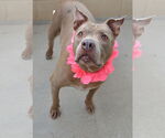 Small American Pit Bull Terrier Mix