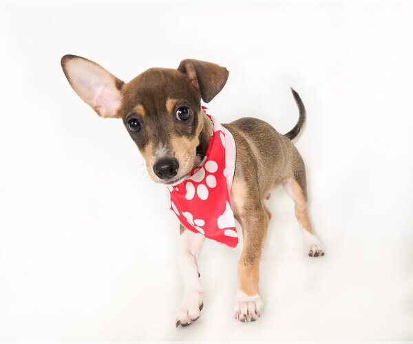 Medium Photo #3 Chihuahua-Unknown Mix Puppy For Sale in Phoenix, AZ, USA