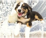 Small Photo #4 Australian Shepherd Puppy For Sale in HARTVILLE, MO, USA