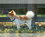 Small Photo #4 Pomeranian Puppy For Sale in Cookeville, TN, USA