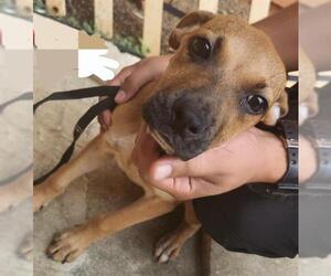 Mutt Dogs for adoption in San Antonio, TX, USA