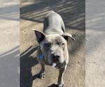 Small #1 Mutt