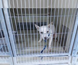American Pit Bull Terrier-Unknown Mix Dogs for adoption in Orlando, FL, USA