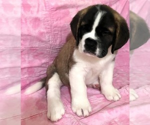 Saint Bernard Puppy for sale in COLORADO SPRINGS, CO, USA
