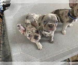 French Bulldog Puppy for sale in QUARTZ HILL, CA, USA