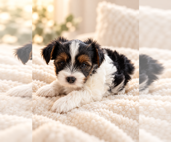 Medium Photo #1 Yorkshire Terrier Puppy For Sale in CLIFTON, NJ, USA