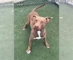 Small #1 Staffordshire Bull Terrier Mix