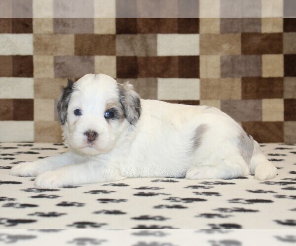 Medium Photo #3 Bernedoodle (Miniature) Puppy For Sale in DENVER, PA, USA