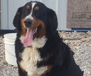 Mother of the Bernese Mountain Dog puppies born on 07/17/2020