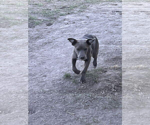 Medium Photo #2 American Pit Bull Terrier-Labrador Retriever Mix Puppy For Sale in Polson, MT, USA