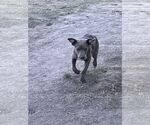 Small #1 American Pit Bull Terrier-Labrador Retriever Mix
