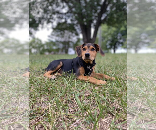 Medium Photo #6 Black and Tan Coonhound-Unknown Mix Puppy For Sale in Forest, VA, USA