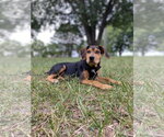 Small #5 Black and Tan Coonhound Mix