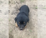 Small Photo #5 Rottweiler Puppy For Sale in MARYVILLE, MO, USA
