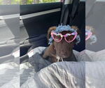 Small #3 Labrador Retriever Mix