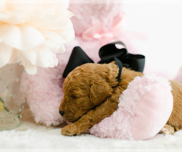 Medium Photo #9 Goldendoodle (Miniature) Puppy For Sale in LITTLE ROCK, AR, USA