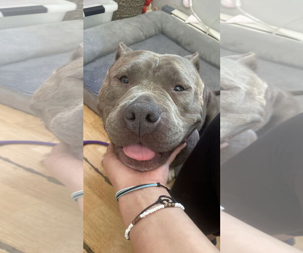 Medium Photo #10 American Pit Bull Terrier Puppy For Sale in Rockaway, NJ, USA