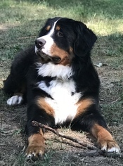 Father of the Bernese Mountain Dog puppies born on 11/13/2018