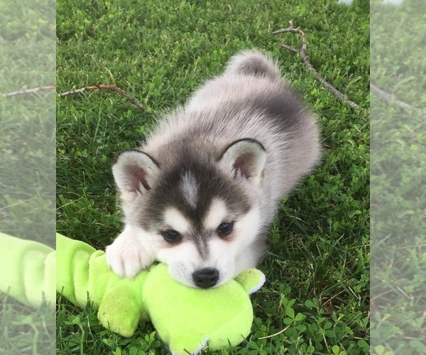 Medium Photo #18 Alaskan Klee Kai Puppy For Sale in WINCHESTER, OH, USA