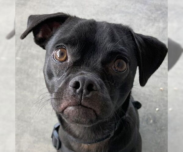 Medium Photo #1 Mutt Puppy For Sale in Pleasanton, CA, USA