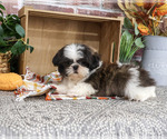 Small #2 Shih Tzu