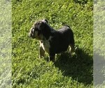 Small #2 English Bulldog