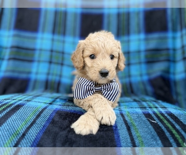Medium Photo #1 Goldendoodle Puppy For Sale in LAKELAND, FL, USA