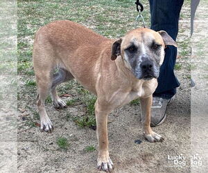 Labrador Retriever-Unknown Mix Dogs for adoption in Washington, DC, USA