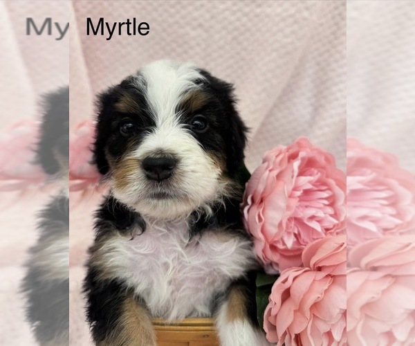 Medium Photo #1 Bernedoodle Puppy For Sale in RAVENSWOOD, WV, USA