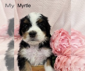 Medium Bernedoodle