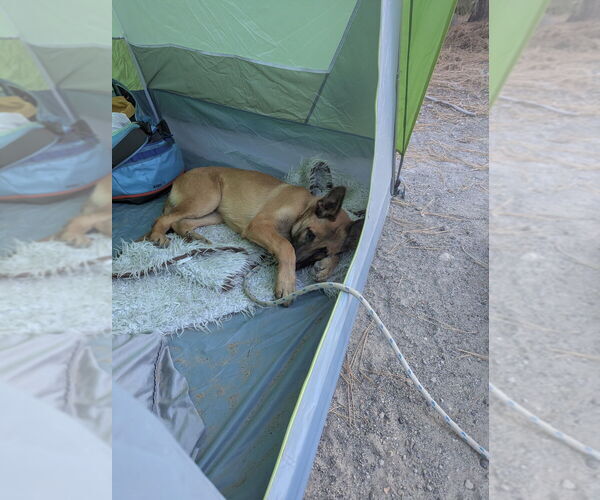Medium Photo #8 German Shepherd Dog-Unknown Mix Puppy For Sale in West Sacramento, CA, USA