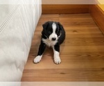 Small Photo #34 Border Collie Puppy For Sale in KANSAS CITY, MO, USA