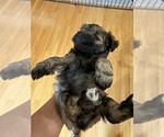 Small Photo #9 Schnauzer (Miniature) Puppy For Sale in COLUMBUS, IN, USA