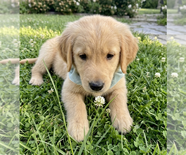 Medium Photo #2 Golden Retriever Puppy For Sale in Grovertown, IN, USA