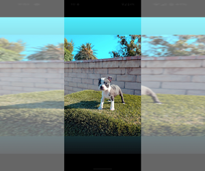 Boston Terrier Puppy for sale in SAN FERNANDO, CA, USA