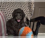Small Photo #40 Australian Labradoodle Puppy For Sale in W FIELD, NC, USA