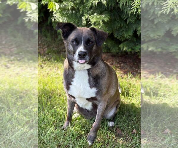 Medium Photo #5 Huskies -Labrador Retriever Mix Puppy For Sale in Spring Lake, NJ, USA