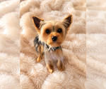 Small Yorkshire Terrier