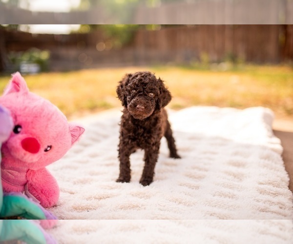 Medium Photo #8 Goldendoodle-Poodle (Standard) Mix Puppy For Sale in DENVER, CO, USA