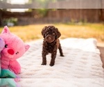 Puppy Lulu Goldendoodle-Poodle (Standard) Mix