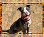 Small #2 American Pit Bull Terrier
