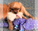 Puppy Puppy 3 Female Cavalier King Charles Spaniel