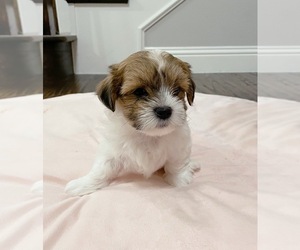 Mal-Shi Puppy for Sale in PLANO, Texas USA