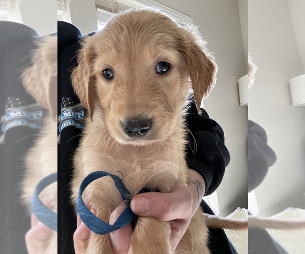 Full screen Photo #3 Golden Retriever Puppy For Sale in SUMMERVILLE, SC, USA