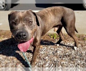 American Pit Bull Terrier-Unknown Mix Dogs for adoption in Moreno Valley, CA, USA