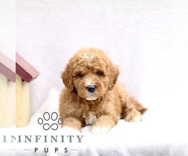 Medium Photo #3 Goldendoodle (Miniature) Puppy For Sale in EPHRATA, PA, USA