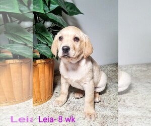 Labrador Retriever Puppy for sale in CATO, NY, USA