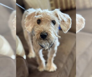 Mutt Dogs for adoption in Mundelein, IL, USA