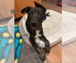 Small Australian Kelpie-Australian Shepherd Mix